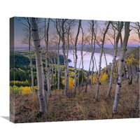 Aspen forest overlooking Fremont Lake, Bridger-Teton National Forest, Wyoming-Canvas Art-24&quotx20"