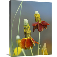 Mexican Hat flowers in bloom, North America-Canvas Art-18&quotx24"