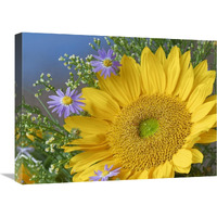 Common Sunflower and Asters, North America-Canvas Art-24"x18"