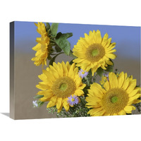 Common Sunflower and Asters, North America-Canvas Art-24"x18"