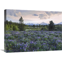 Lupine meadow, Grand Teton National Park, Wyoming-Canvas Art-24"x18"