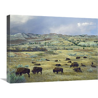 American Bison herd grazing on praire, Theodore Roosevelt NP, North Dakota-Canvas Art-24&quotx18"