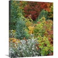 Autumn colors, Killarney Provincial Park, Ontario, Canada-Canvas Art-18"x24"