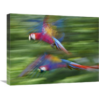 Scarlet Macaw pair flying, Costa Rica-Canvas Art-24"x18"