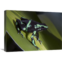 Green and Black Poison Dart Frog portrait, Costa Rica-Canvas Art-24&quotx18"