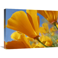 California Poppy flowers, Antelope Valley, California-Canvas Art-24"x18"