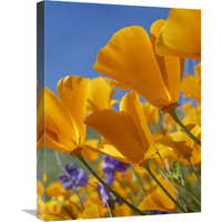 California Poppy flowers, Antelope Valley, California-Canvas Art-18&quotx24"