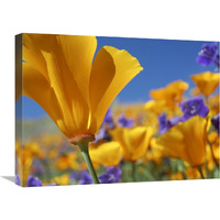 California Poppy flowers, Antelope Valley, California-Canvas Art-24"x18"