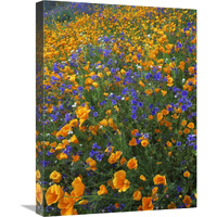 California Poppy and Desert Bluebell flowers, Antelope Valley, California-Canvas Art-18&quotx24"