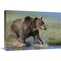 Grizzly Bear running through water, North America-Canvas Art-24"x18"