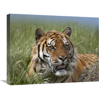 Siberian Tiger portrait, endangered, native to Siberia-Canvas Art-24"x18"