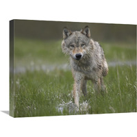 Gray Wolf walking through water, North America-Canvas Art-24&quotx18"