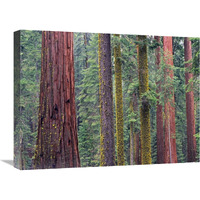 Coast Redwood trees, Mariposa Grove, Yosemite National Park, California-Canvas Art-24"x18"