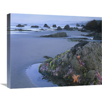 Ochre Sea Stars at low tide, Miwok Beach, Sonoma, California-Canvas Art-24"x20"