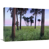 Cabbage Palm meadow, Myakka River State Park, Florida-Canvas Art-24"x18"