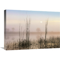 Reeds in Sweet Bay Pond, Everglades National Park, Florida-Canvas Art-24&quotx18"