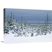 Spruce trees in snow, boreal forest, Hudson Bay, Canada-Canvas Art-24"x18"