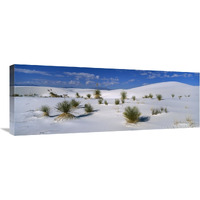 Soaptree Yucca in gypsum dunes, White Sands National Monument, New Mexico-Canvas Art-36&quotx13.32"