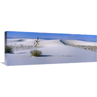 Soaptree Yucca in Gypsum dunes, White Sands National Monument, New Mexico-Canvas Art-36"x13.32"