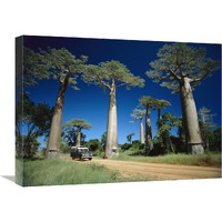 Grandidier"s Baobab trees beside road, Madagascar-Canvas Art-24"x18"