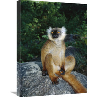 Black Lemur female, Nosy Komba, Madagascar-Canvas Art-18"x24"