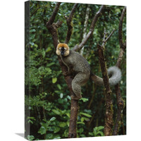 Red-fronted Brown Lemur male, Ranomafana NP, Madagascar-Canvas Art-18&quotx24"