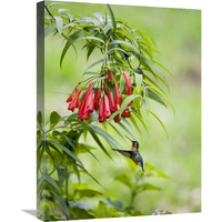 Purple-throated Mountain-gem hummingbird female, Costa Rica-Canvas Art-18"x24"