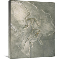 Archaeopteryx bird fossil, Solnhofen, Germany-Canvas Art-20"x24"