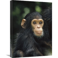 Chimpanzee baby portrait, Gombe Stream National Park, Tanzania-Canvas Art-18"x24"