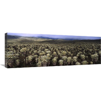 Paramo Flower field, El Angel Reserve, northeastern Ecuador-Canvas Art-36"x13.32"