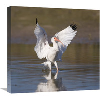 White Ibis landing, Rio Grande Valley, Texas-Canvas Art-22"x20.68"