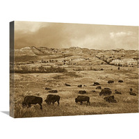 American Bison herd grazing on praire, Theodore Roosevelt NP, North Dakota - Sepia-Canvas Art-24"x18"