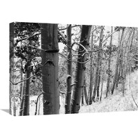 Aspens with snow, Gunnison National Forest, Colorado - BW-Canvas Art-24"x18"