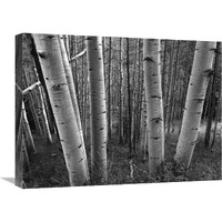 Aspen forest in spring, Gunnison National Forest, Colorado - BW-Canvas Art-24"x18"