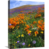 California Poppy and other wildflowers growing on hillside, spring, Antelope Valley, California - Vertical Crop-Canvas Art-18"x24"