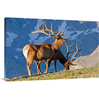 Two High Country Bull Elk-Canvas Art-40"x26.8"