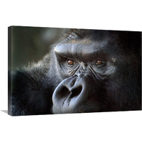 Gorilla Eyes-Canvas Art-30"x20.1"