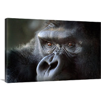 Gorilla Eyes-Canvas Art-36"x24.12"