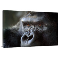 Gorilla Eyes-Canvas Art-40"x26.8"