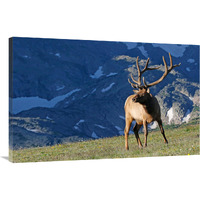 Above the Timberline-Canvas Art-40"x26"