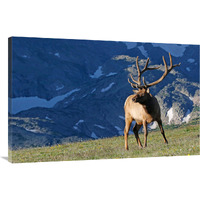 Above the Timberline-Canvas Art-44"x28.6"