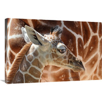 Baby Giraffe-Canvas Art-36&quotx24.12"