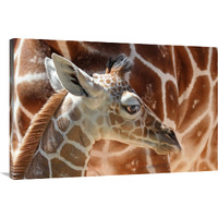 Baby Giraffe-Canvas Art-40"x26.8"