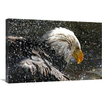 Bald Eagle Bath-Canvas Art-30&quotx20.1"