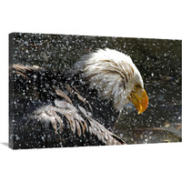 Bald Eagle Bath-Canvas Art-36"x24.12"