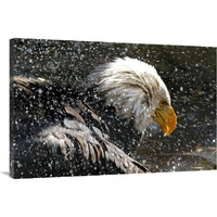 Bald Eagle Bath-Canvas Art-40"x26.8"