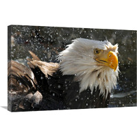 Bald Eagle Bath II-Canvas Art-30"x20.1"