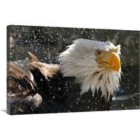 Bald Eagle Bath II-Canvas Art-36"x24.12"