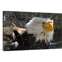 Bald Eagle Bath II-Canvas Art-40"x26.8"