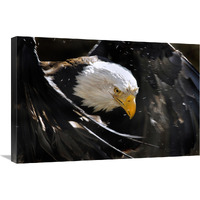 Bald Eagle Bath III-Canvas Art-30"x20.1"